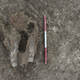 An animal skull found at the site.